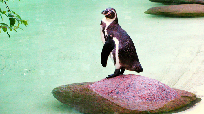 Foto: Ein Pinguin steht auf einem flachen Stein in einem Wasserbecken