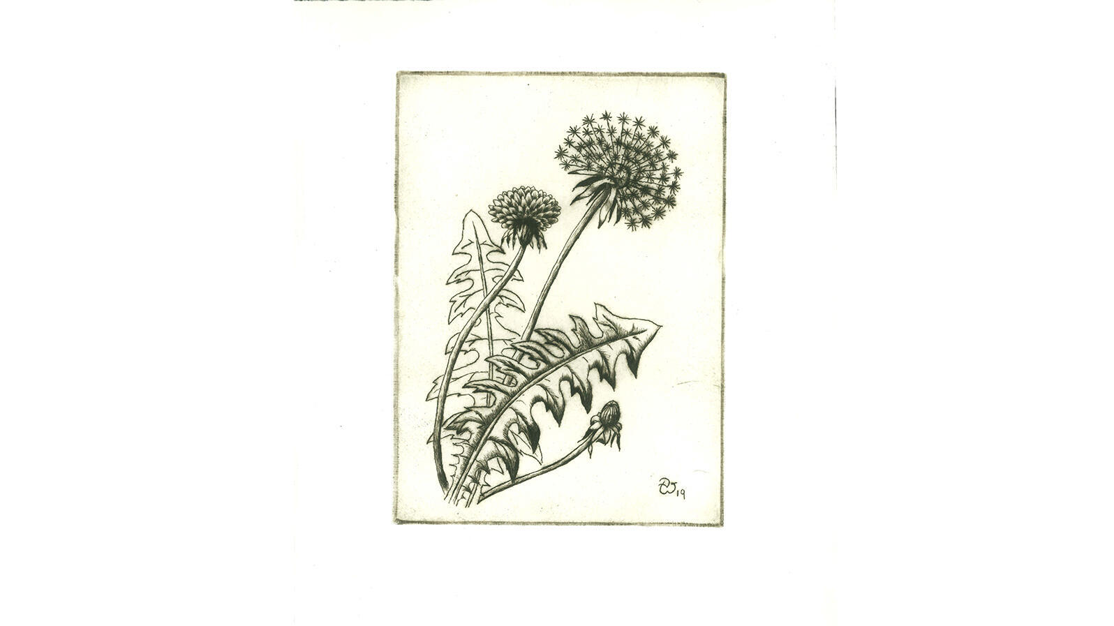 Druckgrafik eines Löwenzahns