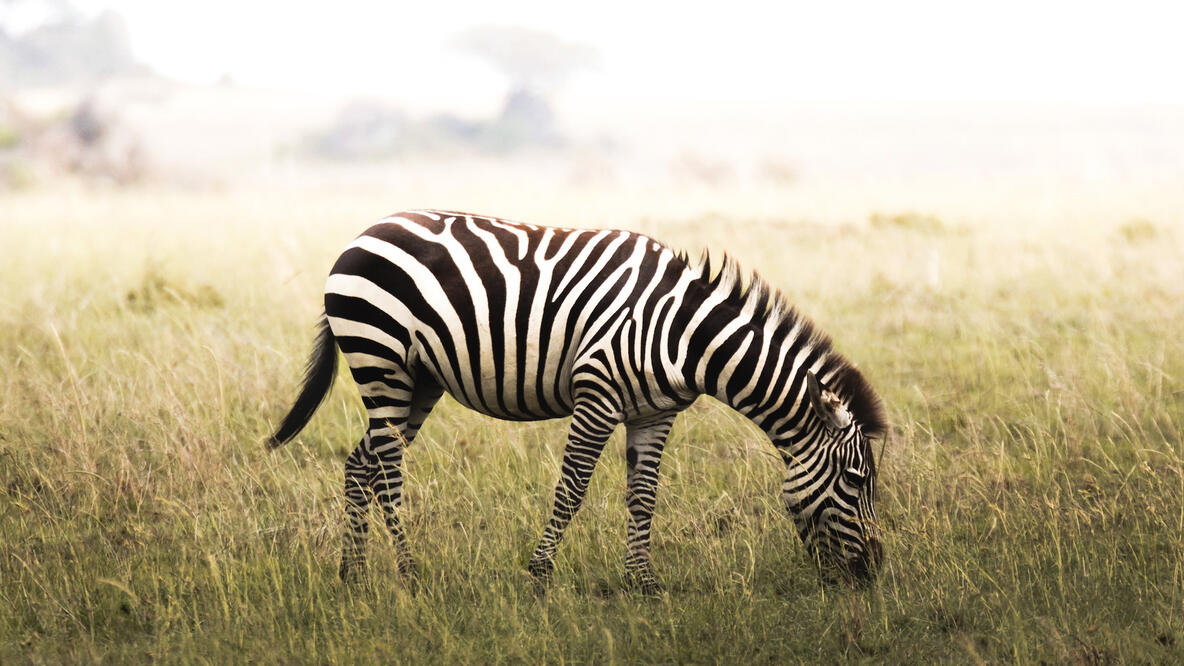 Foto: Ein junges Zebra beim Grasen