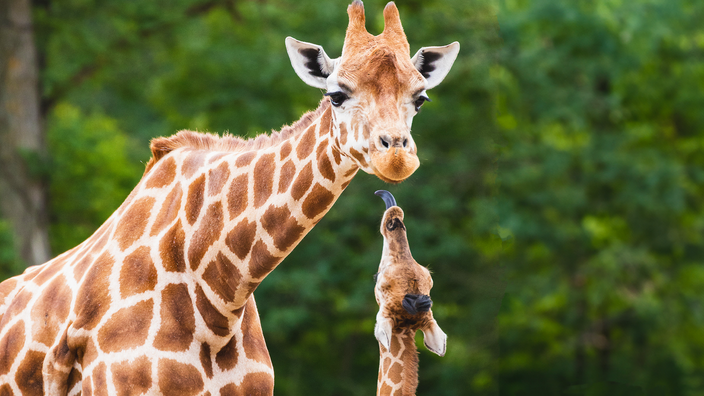 Foto: Eine Giraffenmutter blickt in die Kamera, von reckt ein Junges den Kopf zu ihr empor. Foto vom Berliner Tierpark