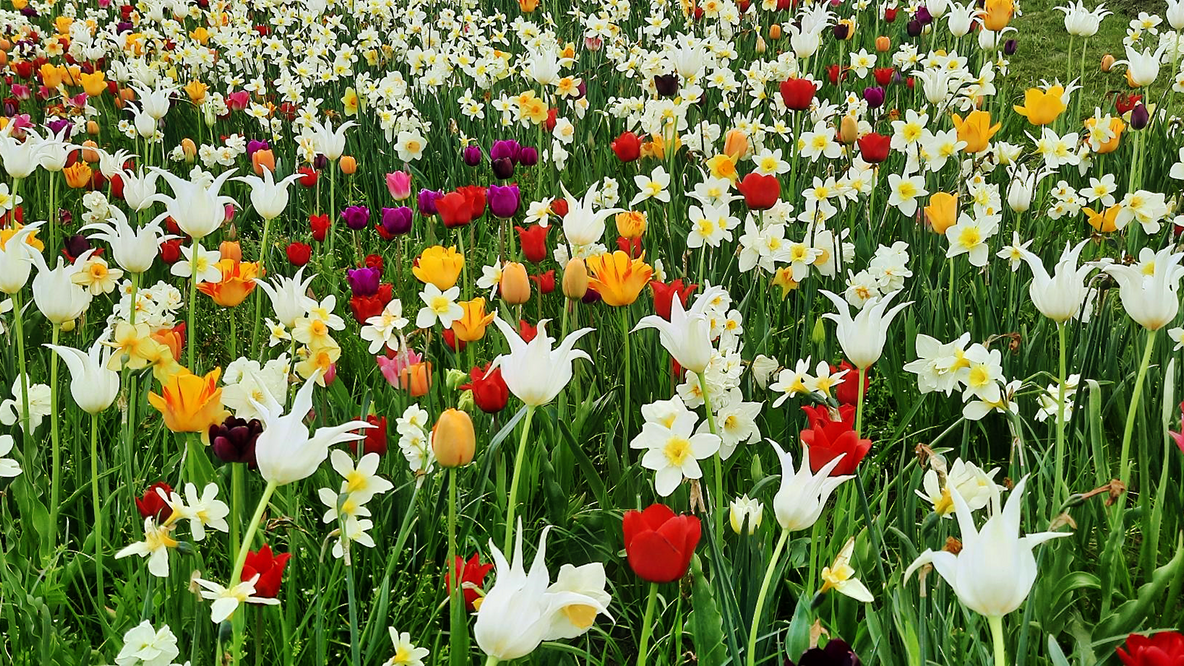 Foto: Ein Tulpenmeer im Britzer Garten