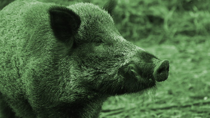 Foto: Ein Wildschwein in Nahaufnahme