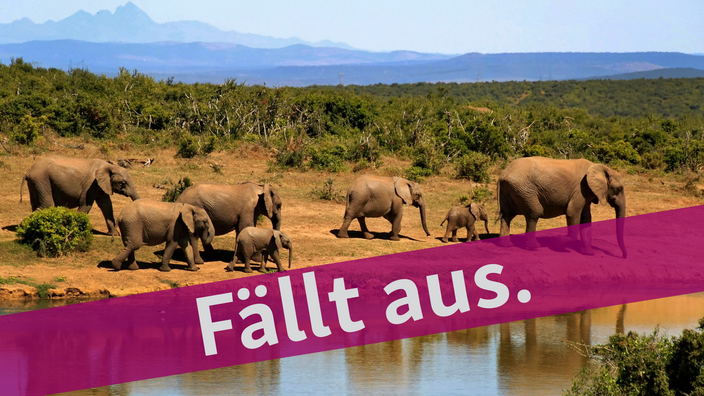 Collage: Foto: Ein Gruppe afrikanischer Elefanten an einer Wasserstelle in karger Landschaft, am Horizont Berge im Dunst; darüber ist "Fällt aus" zu lesen