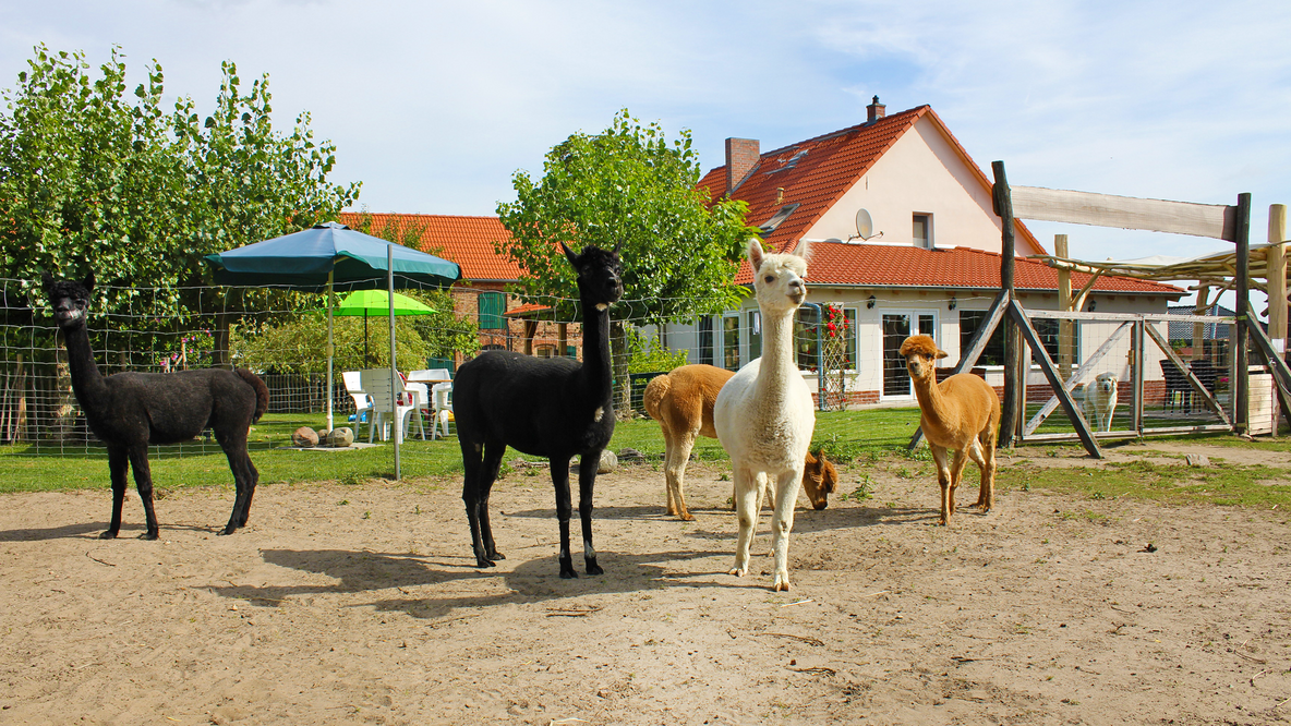 Foto: Eine Gruppe von fünf Alpakas im umzäunten Gehege. Foto von Rainbow Alpakas