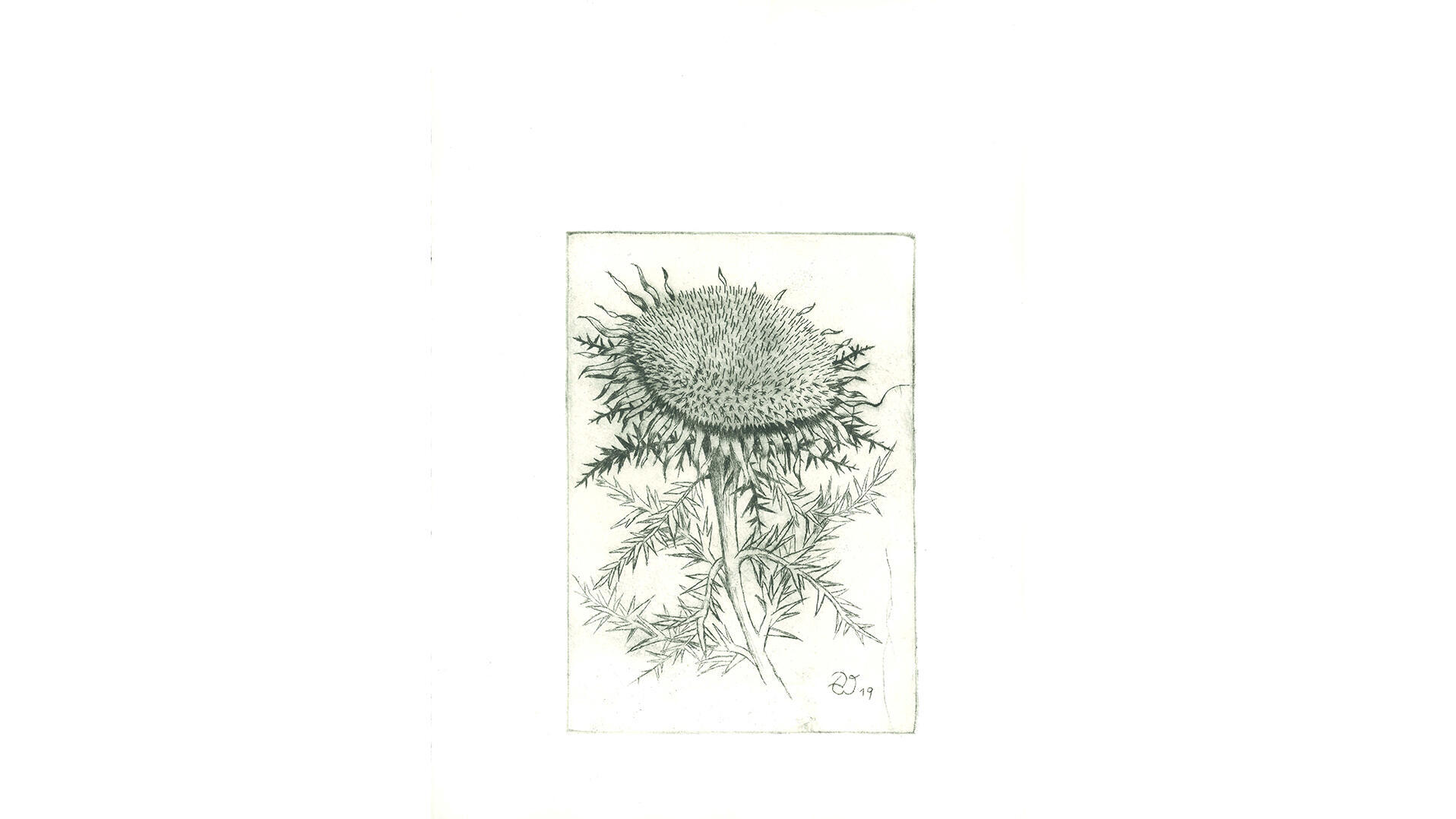 Druckgrafik einer Distel