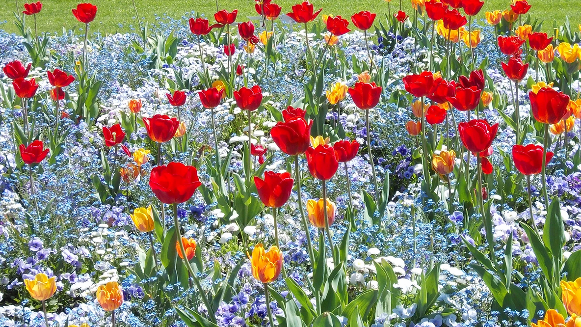 Foto: Ein buntes Tulpen-Beet
