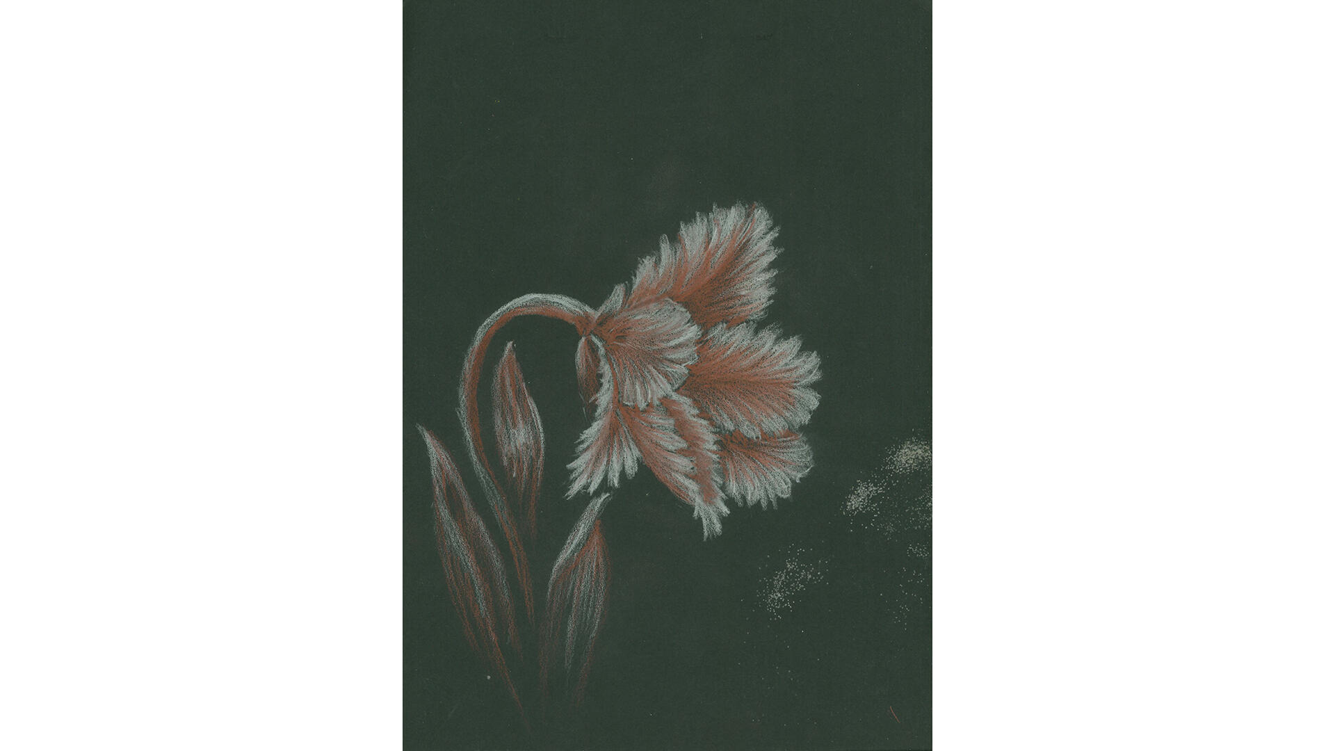 Skizze einer rosa-weißen Blüte auf schwarzem Grund