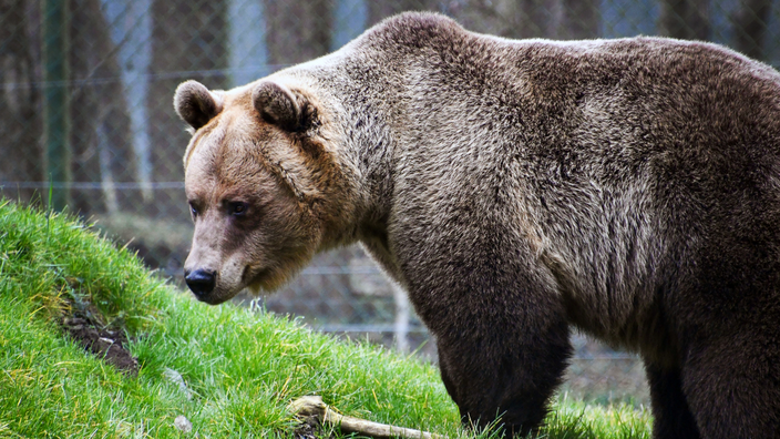 Foto: Ein Braunbär im Gehege, fotiografiert von seiner linken Seite