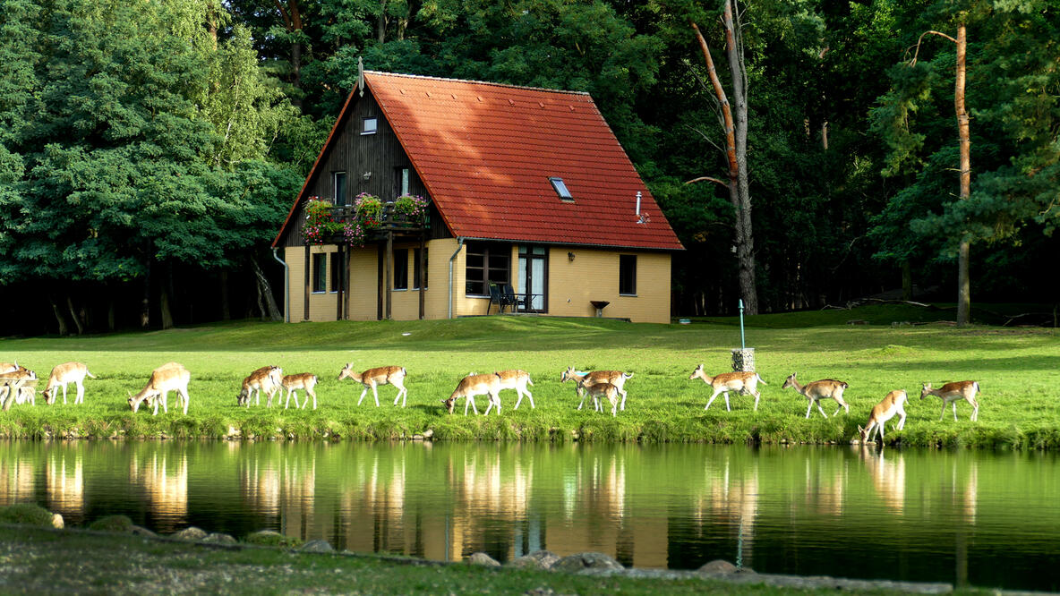 Foto: Damwild grasend am Flußufer, im Hintergrund Waldrand und ein Haus